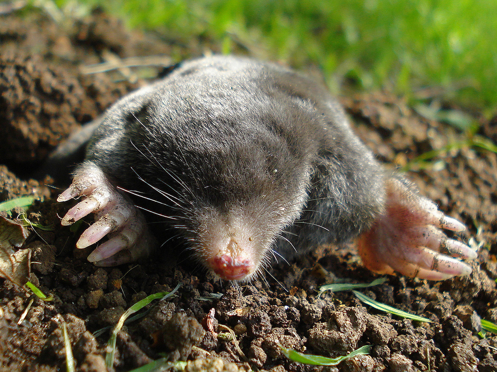 Last van en mol in je tuin? Ik vond een oplossing.