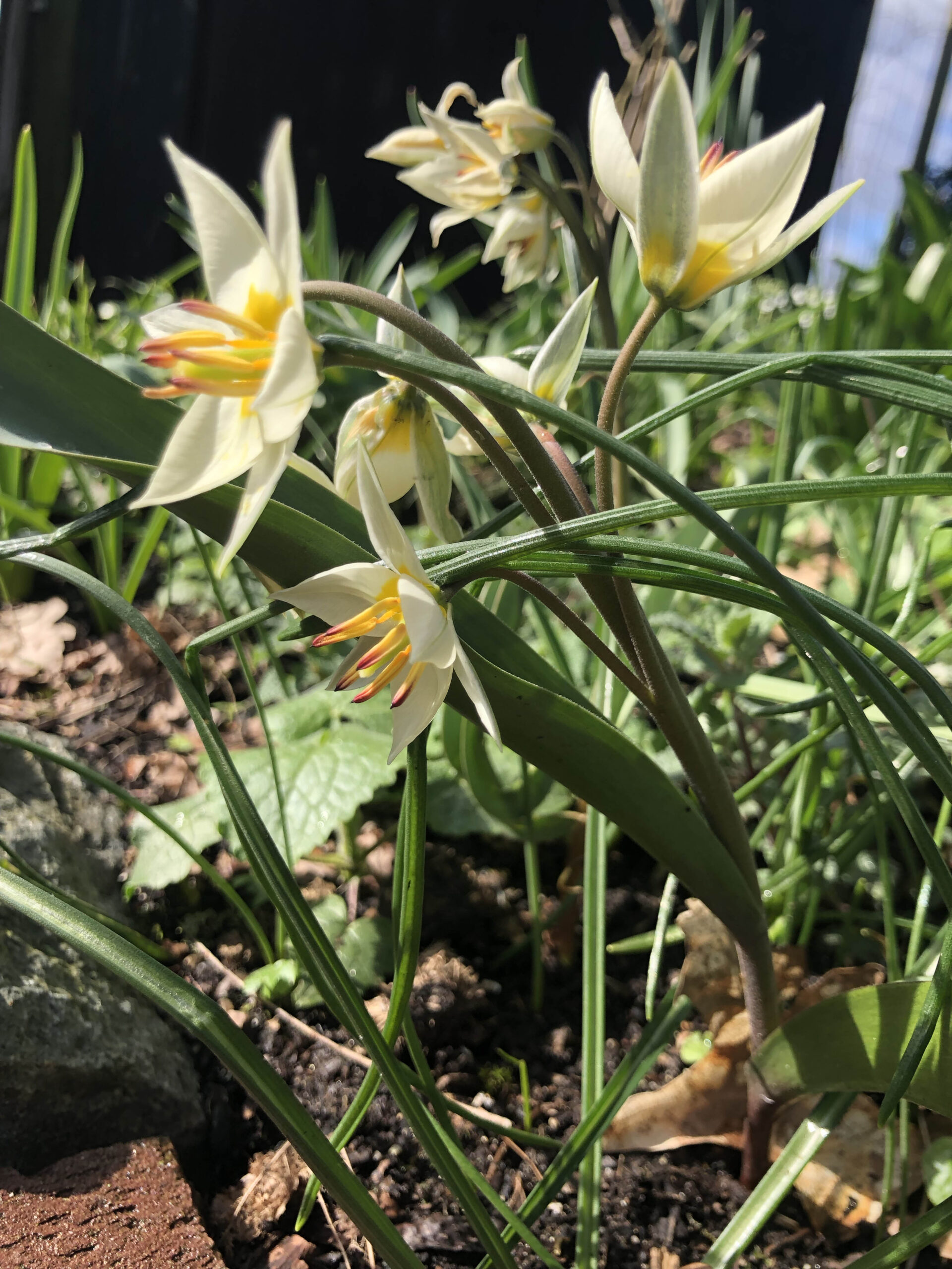 Tulipa turkestanica, een van de vijf beste voorjaarsbollen voor je tuin