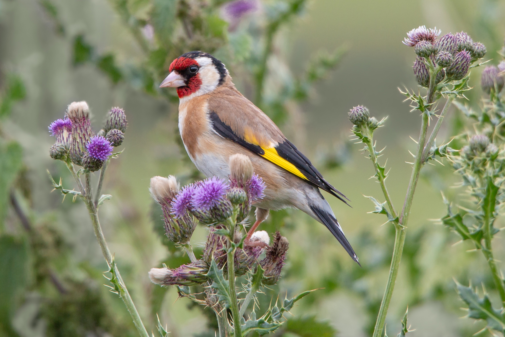 puttertje op een distel