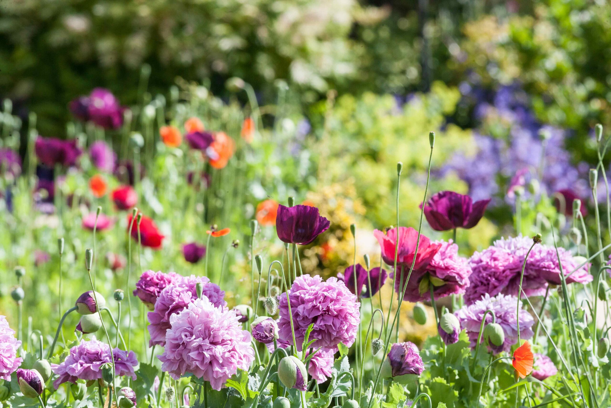 Is jouw tuin een bloemenzee