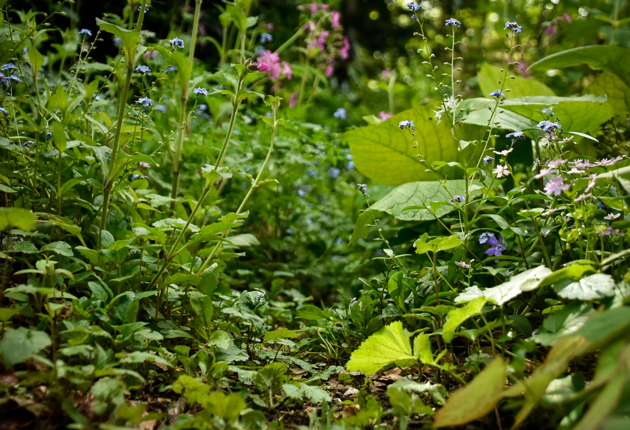 De onderbegroeiing in de tuin