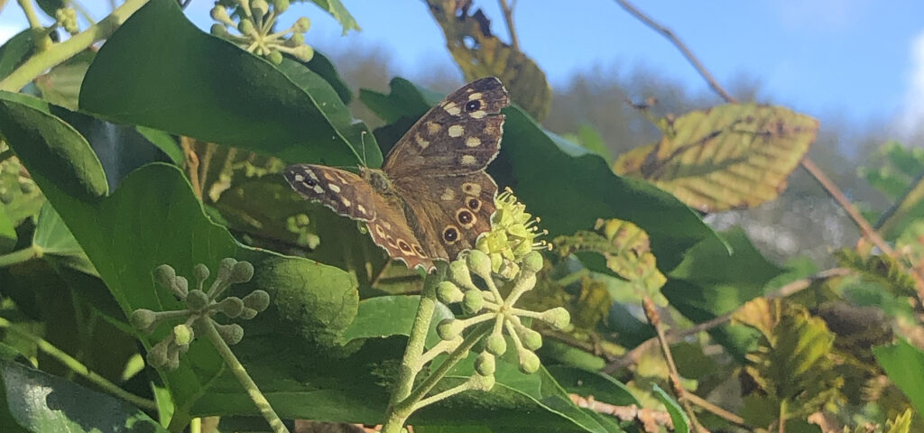 Heel veel dieren komen af op klimop, zoals hier het bont zandoogje. Lang leve de klimop!