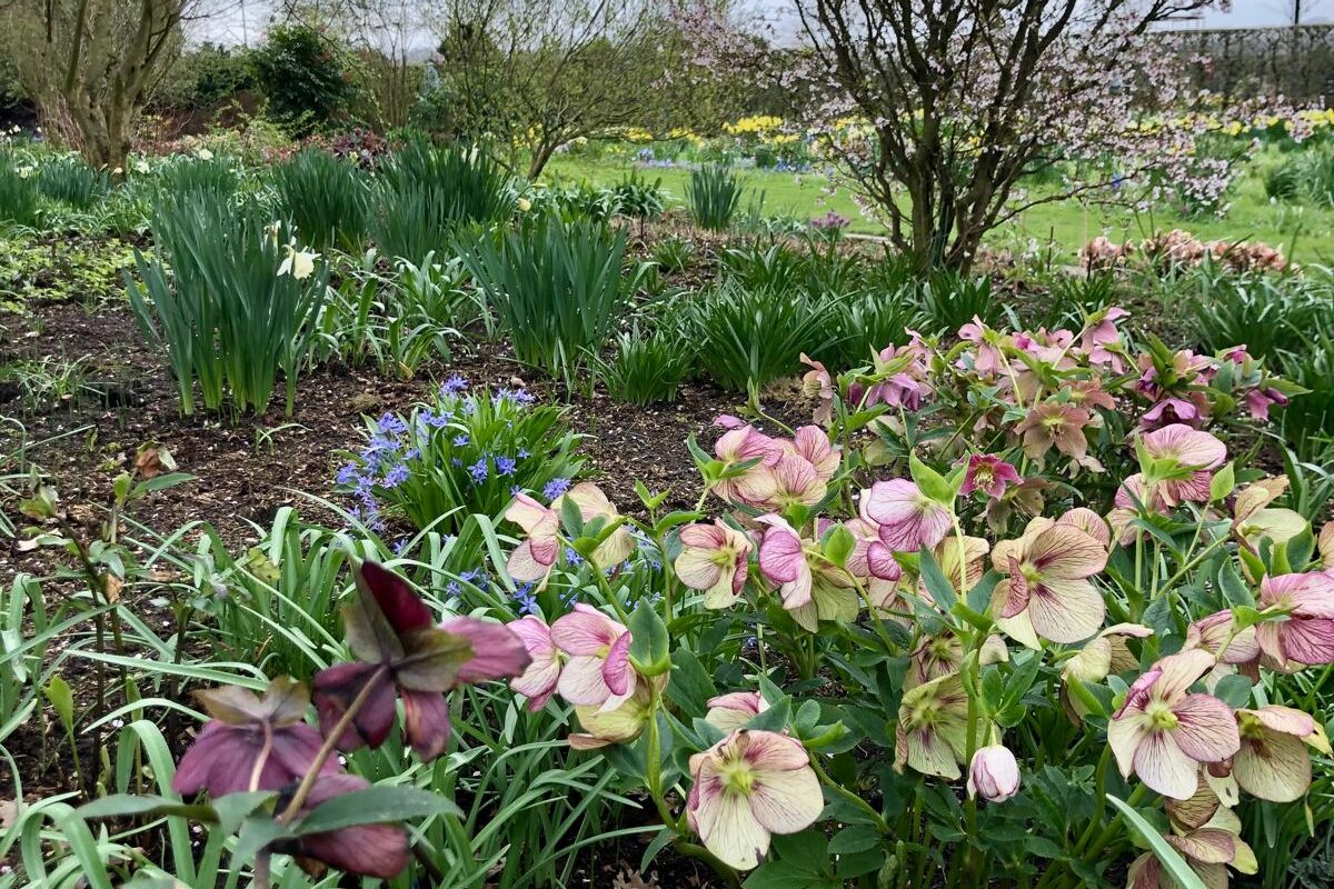 Helleborus geeft ook kleur aan je wintertuin.