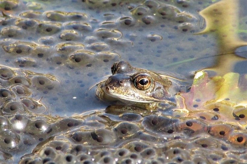 Kikkers en padden in de tuin, ook een mooi tuindoel