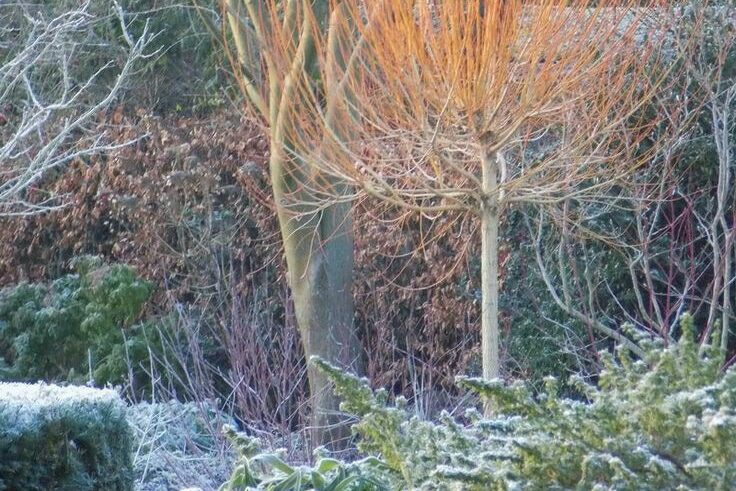 Een levende wintertuin met duidelijke structuur en kleuren